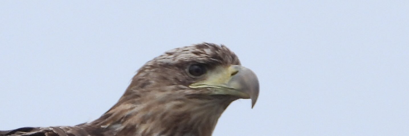 framptonneil's profile banner image