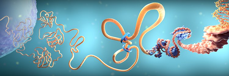 Dovetail Genomics banner