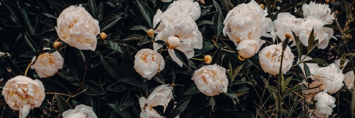 Belisss_'s profile banner image