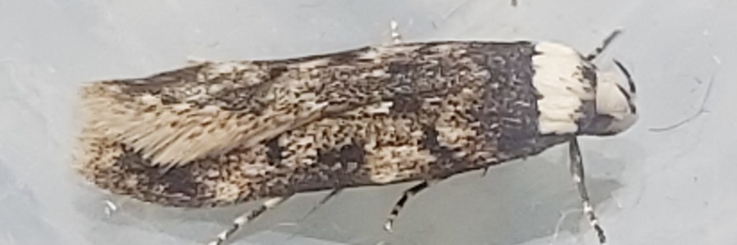 Graham Holloway banner