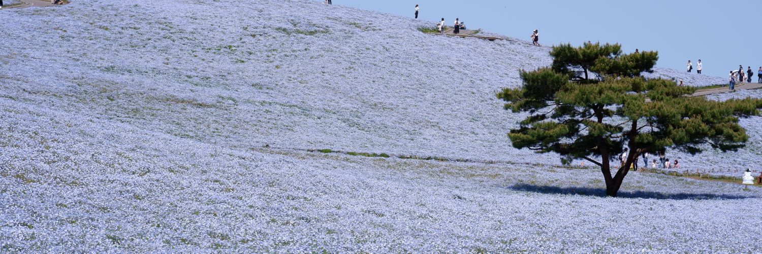 Nichichan's profile banner image