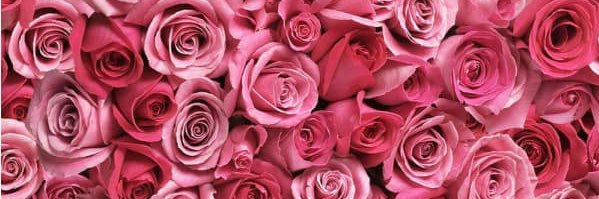 duhh_cami's profile banner image