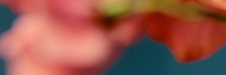 miho_0729's profile banner image