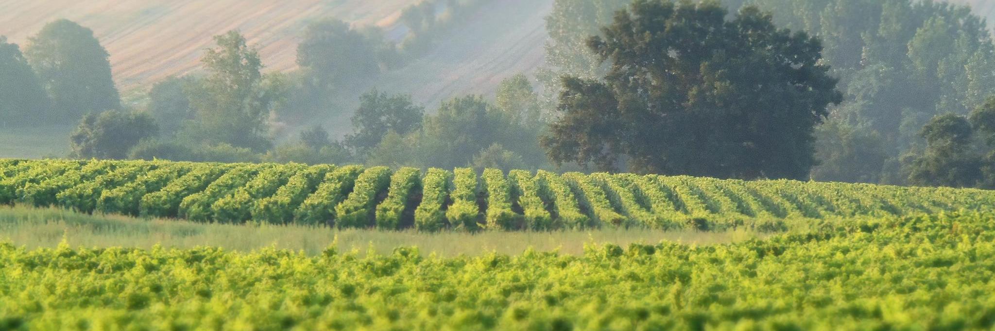 Les Freres Couillaud banner