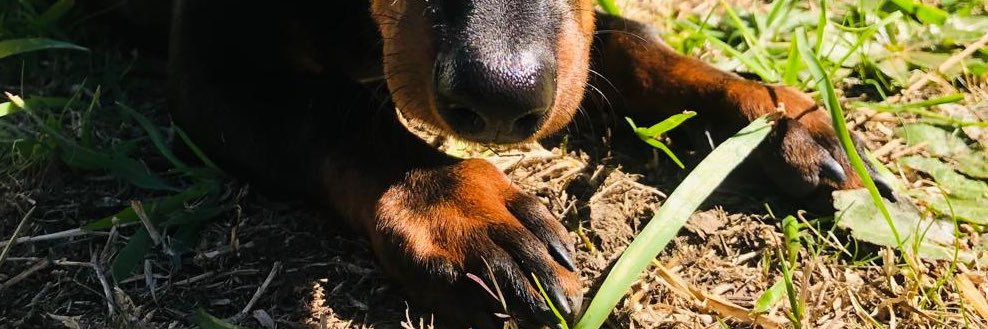 Delfinavilass's profile banner image