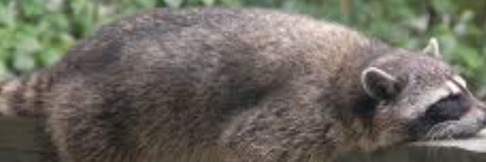 Rufus banner