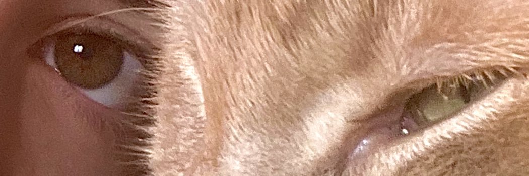 Puma Concolor banner