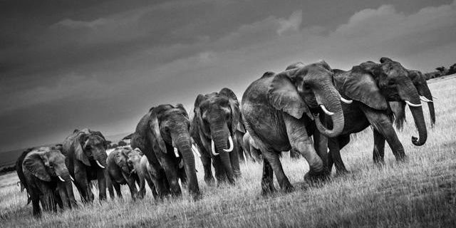 Protectanimals_'s profile banner image
