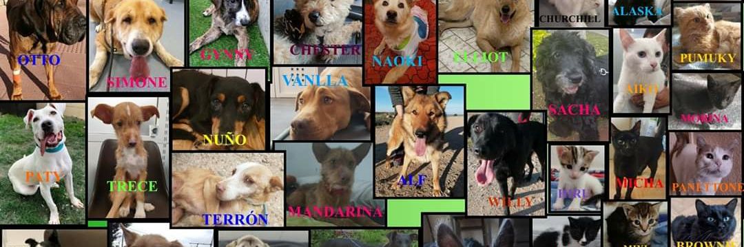 Defensa Animal Palentina banner