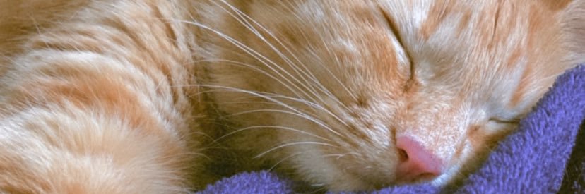 manucarnietto's profile banner image