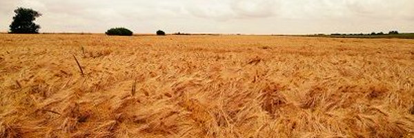 fxvierglezcudr Profile Banner