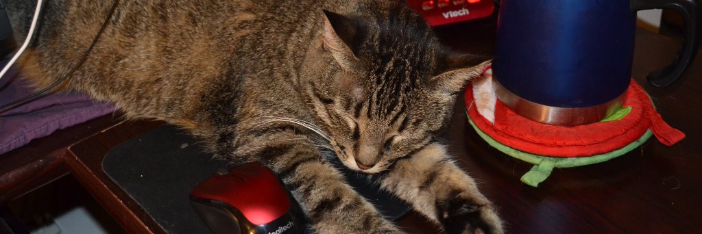 CatSmilesCA's profile banner image