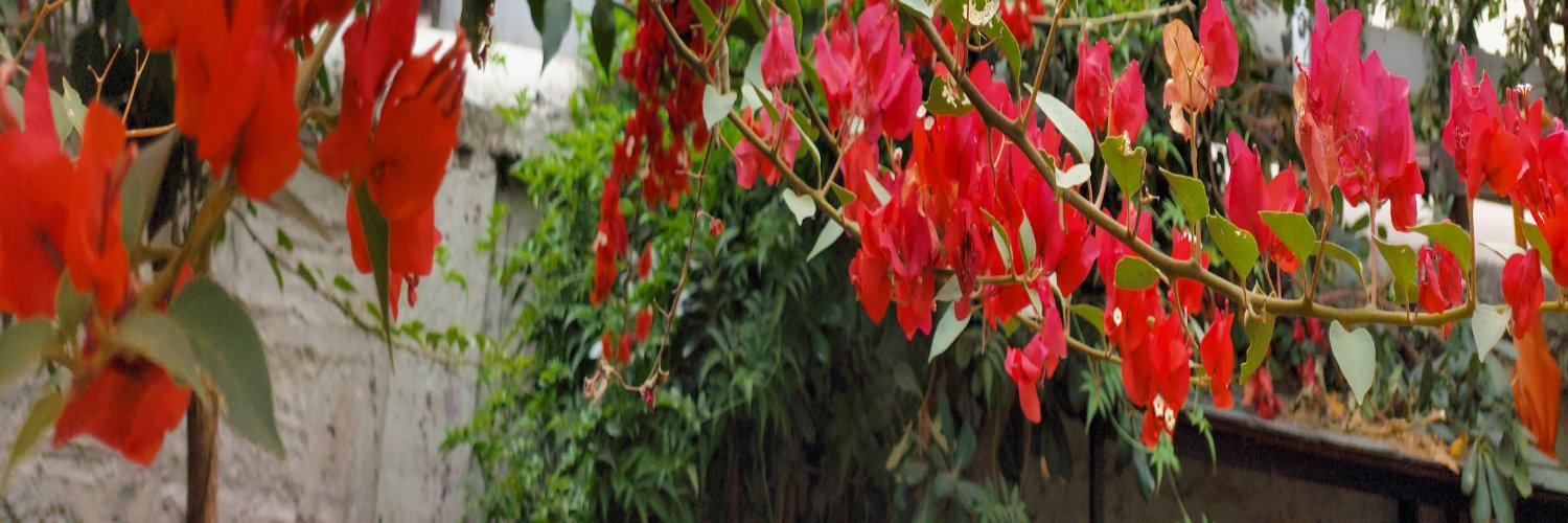 coniebus's profile banner image