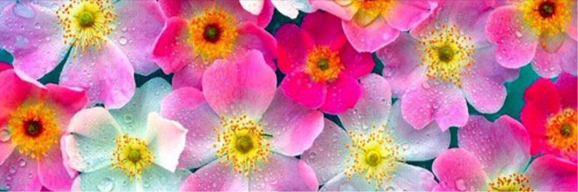 _MsNaethatIs's profile banner image