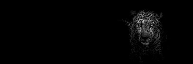 AlexSiudy's profile banner image