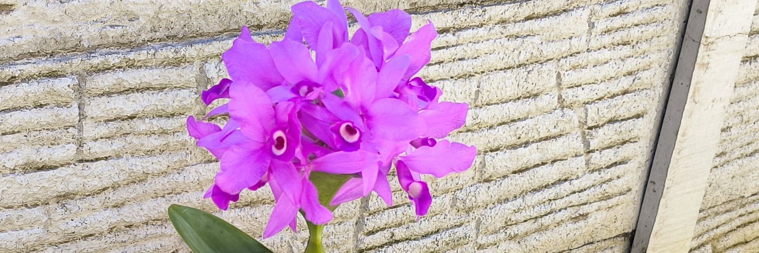 Pablo CR.🇨🇷 banner