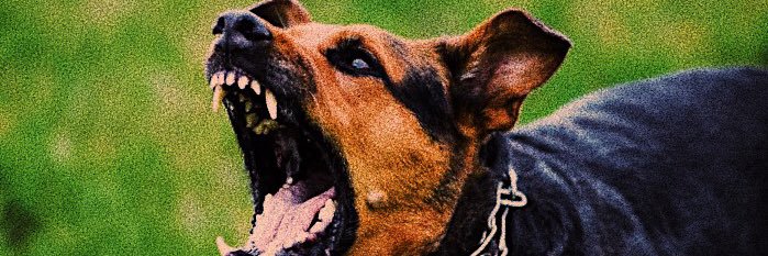 syd🐈‍⬛ banner