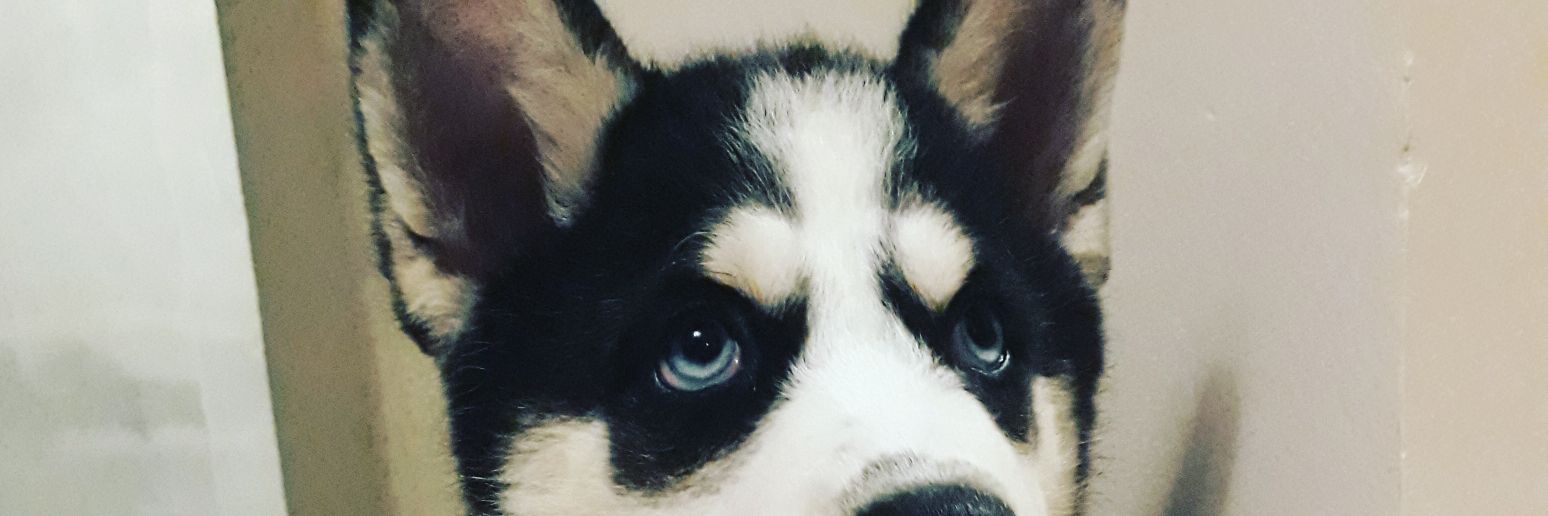 BlueRuff's profile banner image