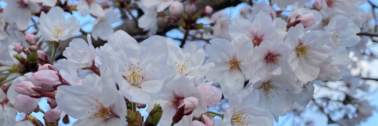 koeka_a's profile banner image