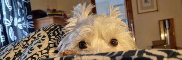 jojolaing Profile Banner