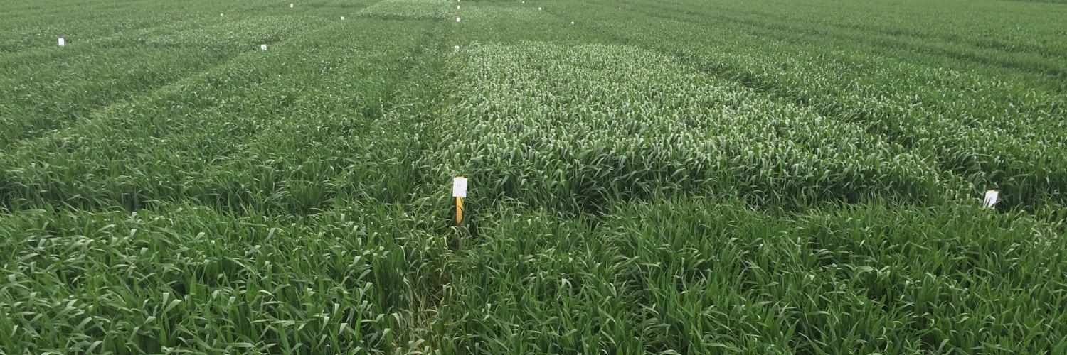 Giesen Crop Research🚜 banner