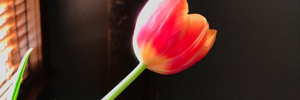 oyezman Profile Banner