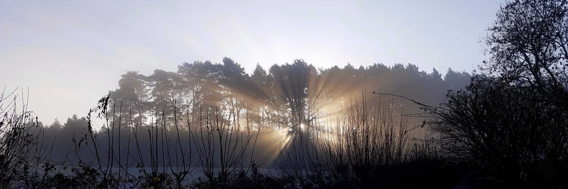 Carole Haswell banner