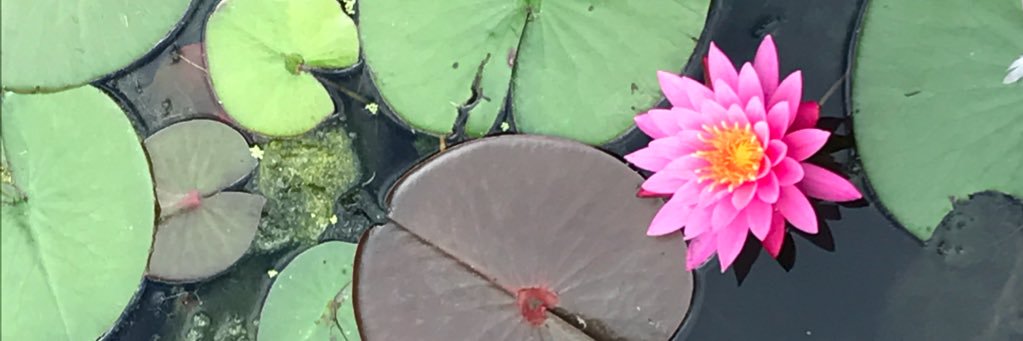 dlostmy's profile banner image