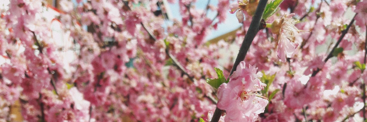 _aromanovna_'s profile banner image