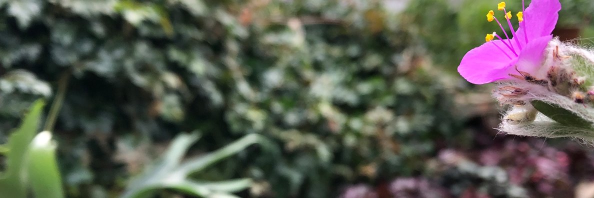 AnnieCaya's profile banner image