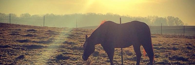 AlyssaGriffiths's profile banner image