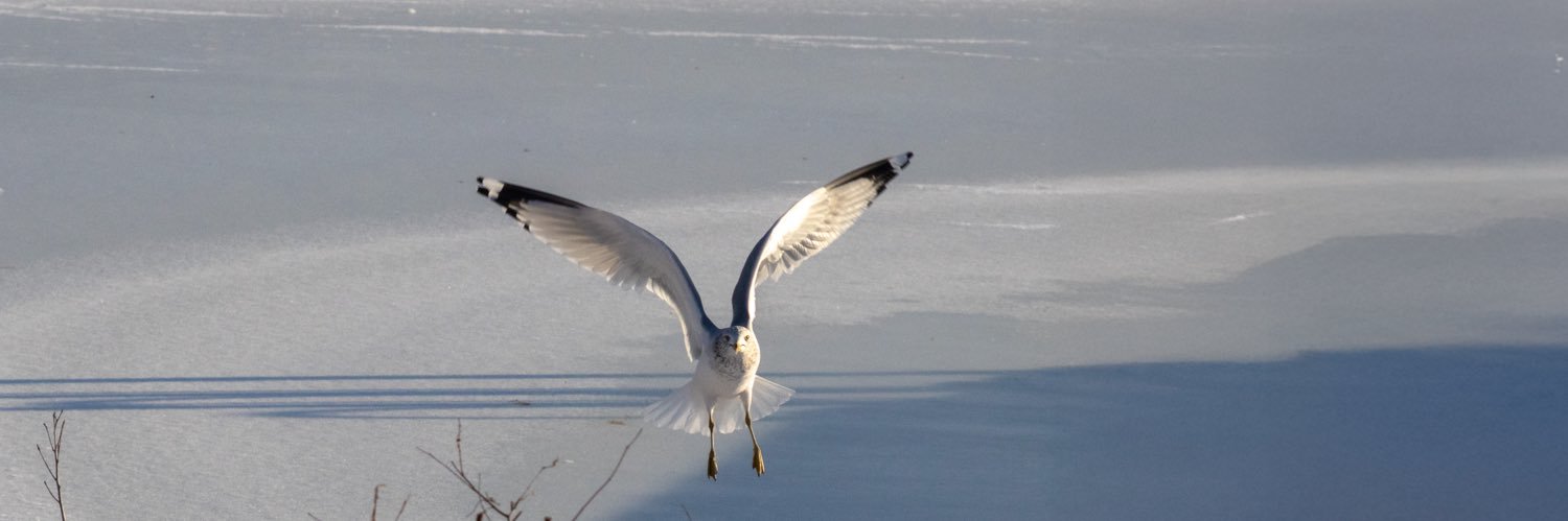 Stephanie Ferrante banner