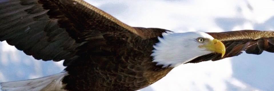 Dr Michael Bennett banner