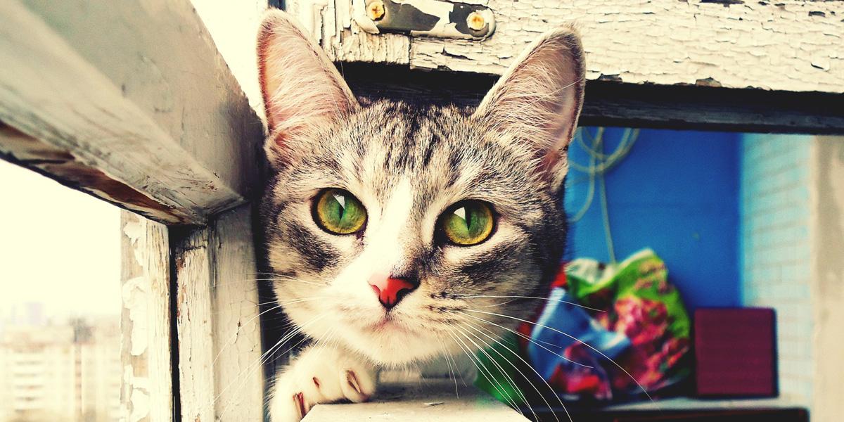 tersscinagel19 banner