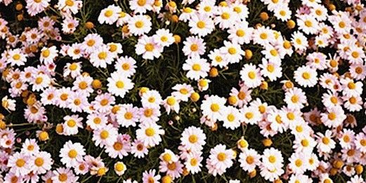 joannazzz_'s profile banner image