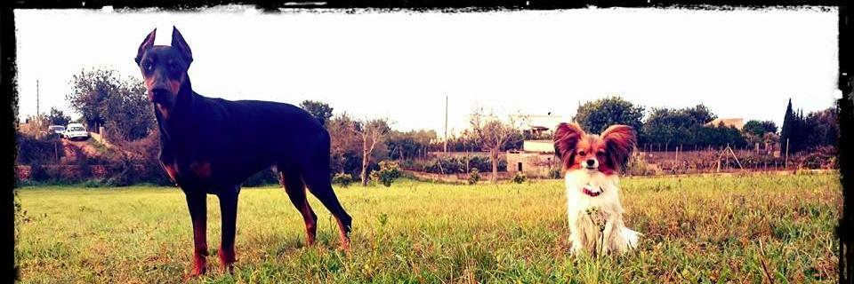 Doberandpap's profile banner image