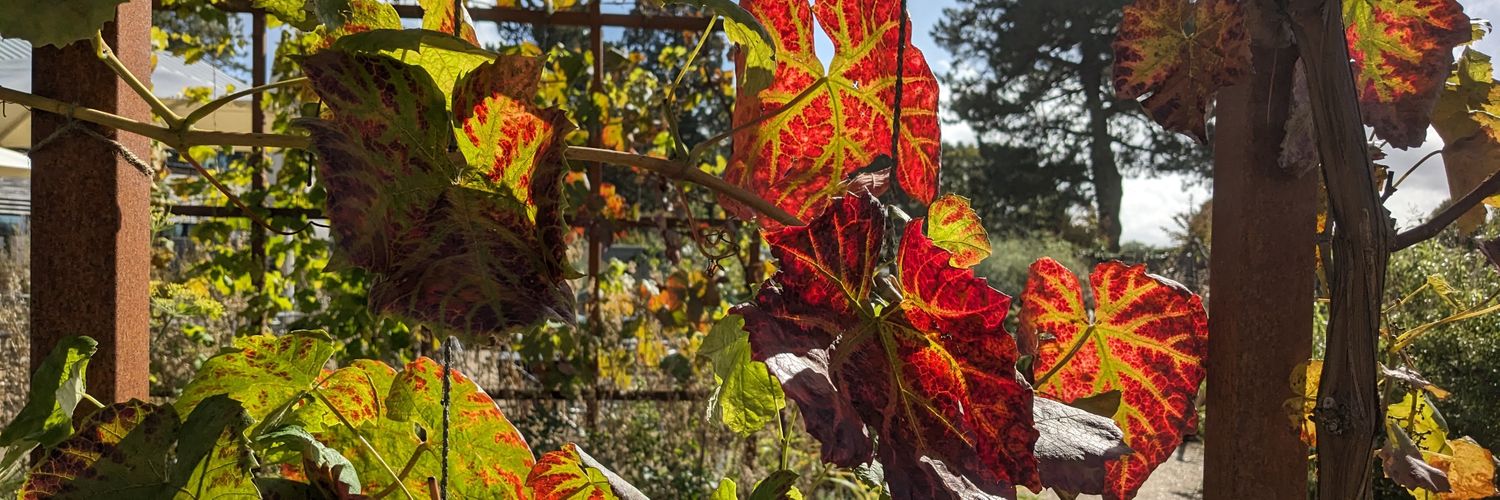 Dr. Catherine Freeman banner