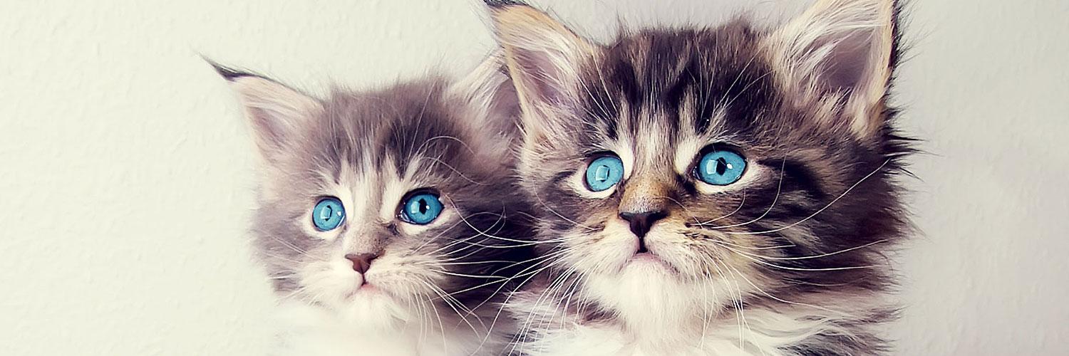 tautrosinan198 banner