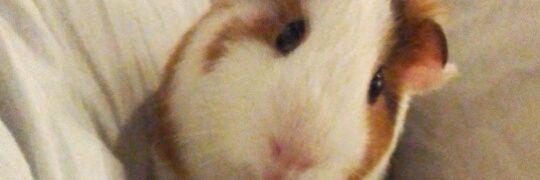 Adelinepo22's profile banner image