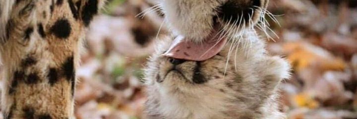 littledrop__'s profile banner image