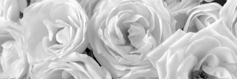 ___cmcn's profile banner image
