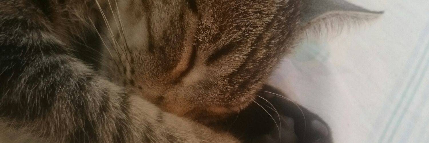 _areviva's profile banner image