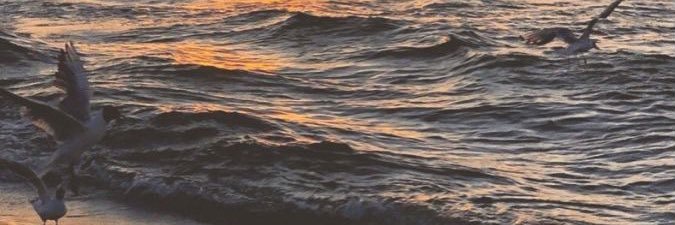 elif16610's profile banner image