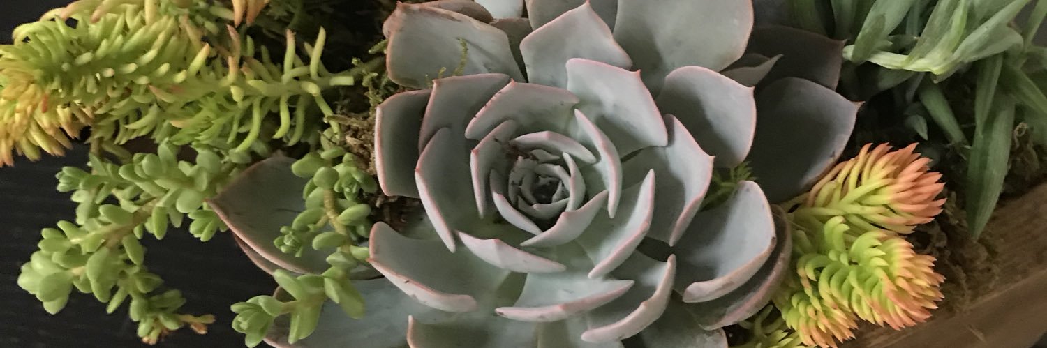 lauramickelson's profile banner image