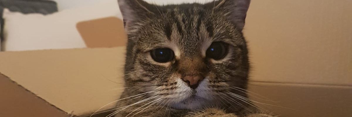 FaranoreE's profile banner image