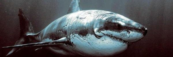bstrongeli's profile banner image