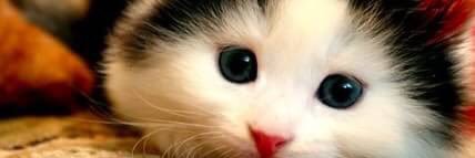 paramitha_zahra's profile banner image