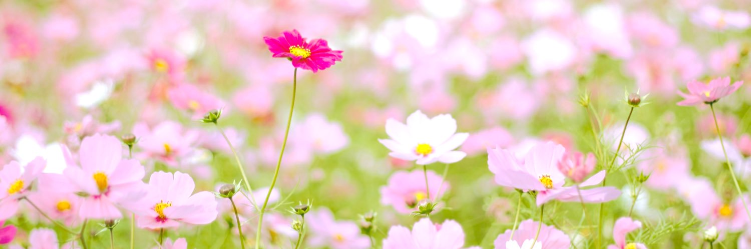 Ksry_ay's profile banner image