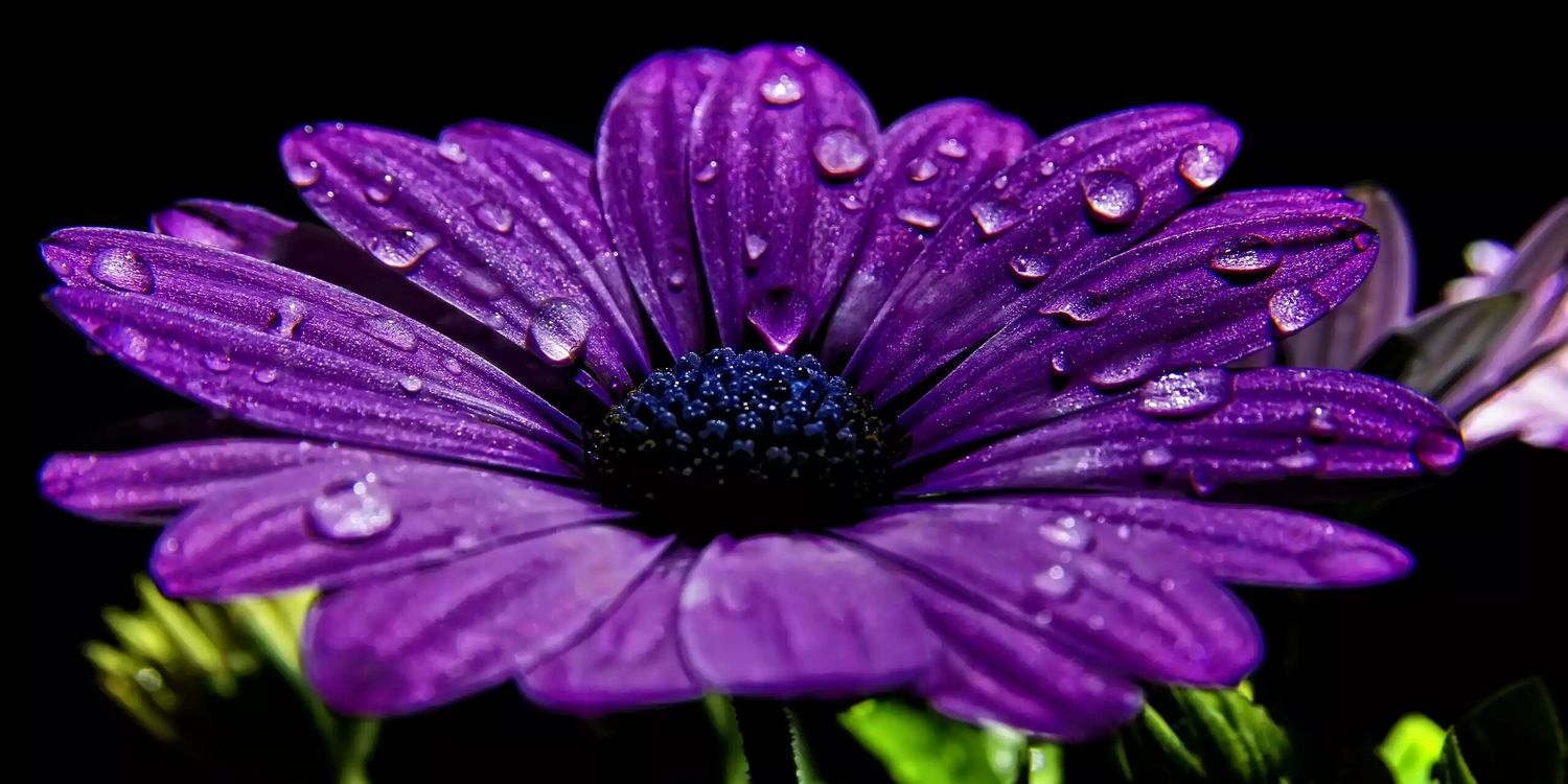 snabz14's profile banner image