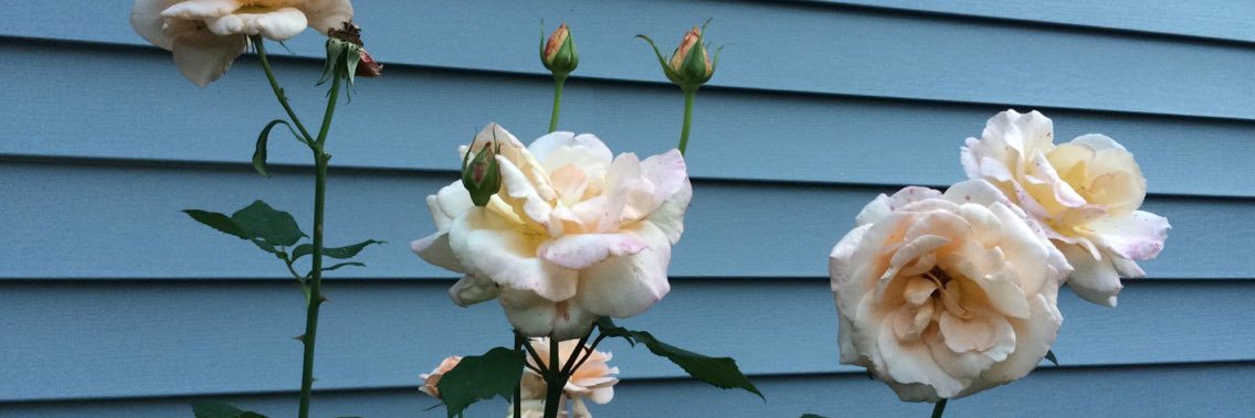 moldyroses's profile banner image